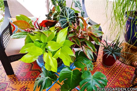 Neon Pothos Care: A Vibrant Chartreuse Houseplant