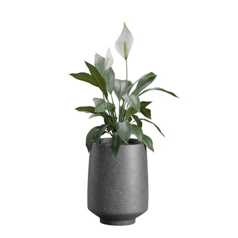 Indoor Plants Pack 44 - 3D Model for VRay, Corona