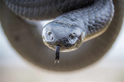 Tasmanian Tiger Snake - A-Z Animals