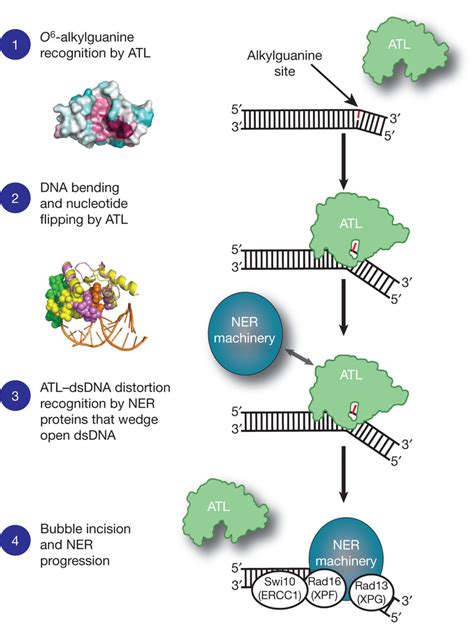 The Many Ways Neurons Repair Their Own DNA