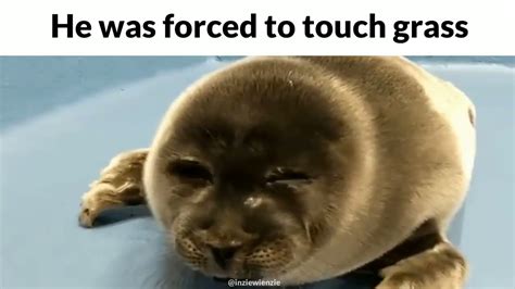 Crying seal meme (He was forced to touch grass) - YouTube