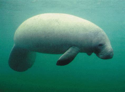 Manatee - Wikipedia