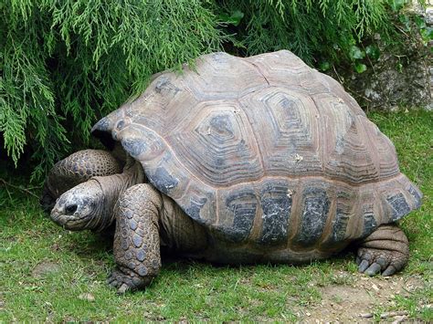 HD wallpaper: brown turtle on ground, tortoise, giant, reptile, shell, wildlife | Wallpaper Flare