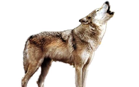 Howling Wolf Clipart