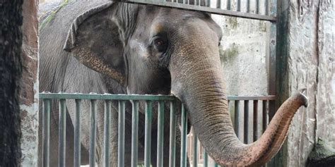 Mali The Elephant Has Lived Alone In Zoo For 40 Years - The Dodo