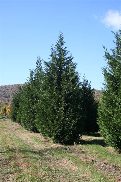 Evergreen - Leyland Cypress (Cupressocyparis leylandii) | Shade Tree Farm