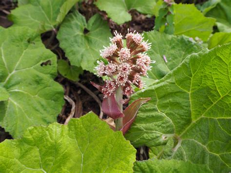 Petasites hybridus – Brian's Botanicals