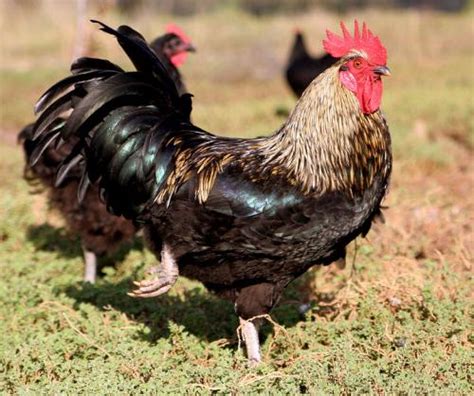 Gallic rooster - Gallic rooster, French national animal / myLot