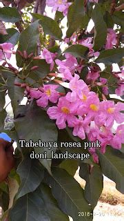 Jual Pohon Tabebuya Bunga Pink | Tabebuya Bunga Putih | Tabebuya Kuning ~ TUKANG TAMAN