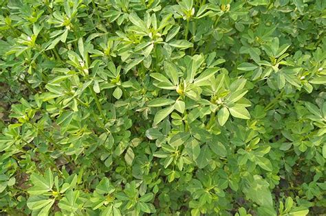 How to Plant and Grow Fenugreek - Next Modern Home