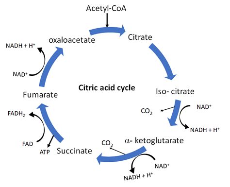 What is the TCA cycle? Describe its different steps