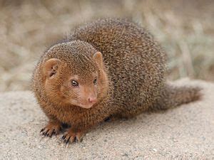 Mongoose Facts for Kids