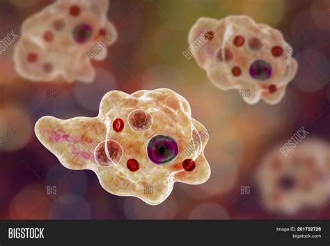 Entamoeba Gingivalis Image & Photo (Free Trial) | Bigstock