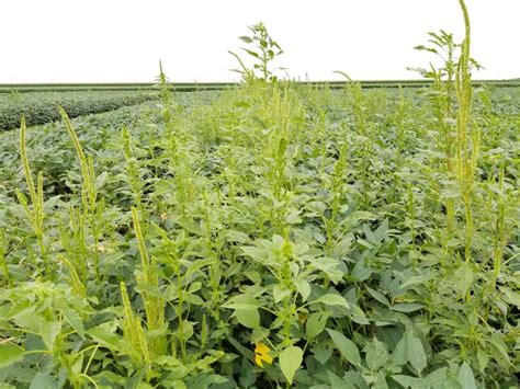 Palmer Amaranth and Velvetleaf Control in Conventional Soybean Using ...