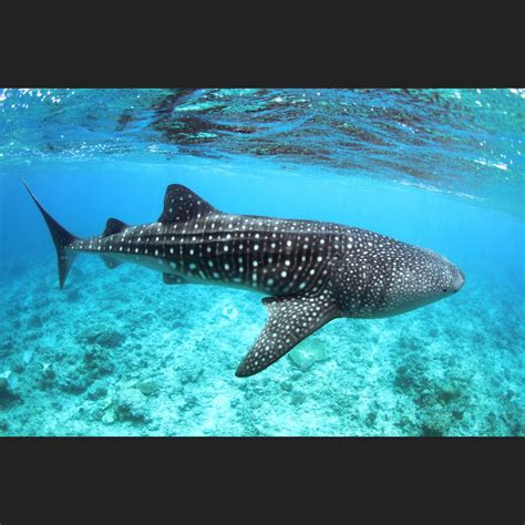 South Ari Atoll Luxury Diving Holidays | Reefscape Travel