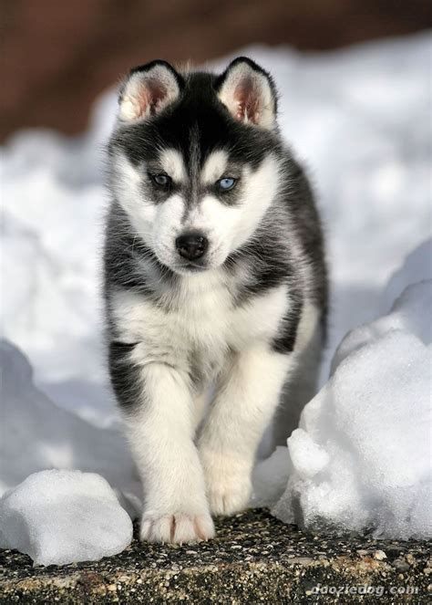 Cute Puppy Dogs: Siberian Husky Puppies