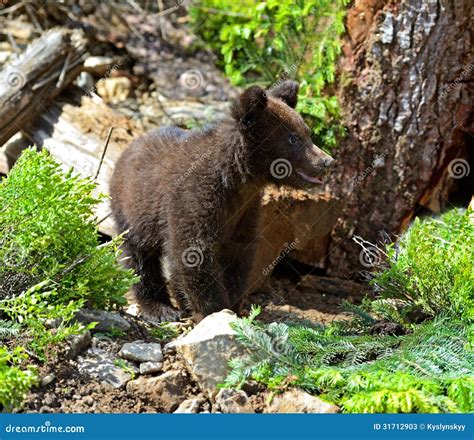 Little Bear stock image. Image of carpathian, nature - 31712903