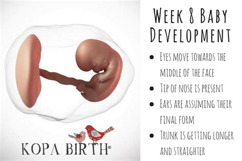 8 Weeks Pregnant: Symptoms, Belly Bump, & Twins | Kopa Birth®