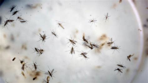 New App Identifies Mosquitoes by Buzzing Sound