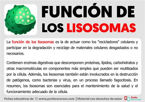 Funciones De Las Lisosomas - Image to u