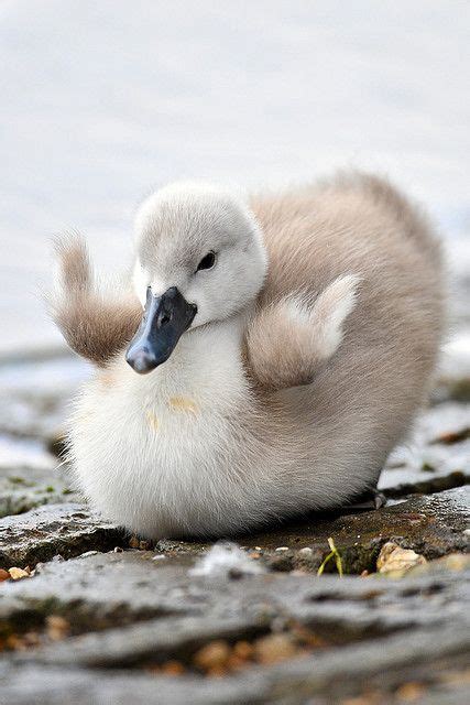 Happy Little Baby Sweetheart Swan, Adorable Moments in Nature !! Cygnet. Cisne. Swans, Nature ...