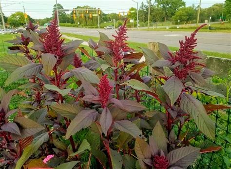 Red Amaranth (Amaranthus cruentus 'Komo') - Garden.org