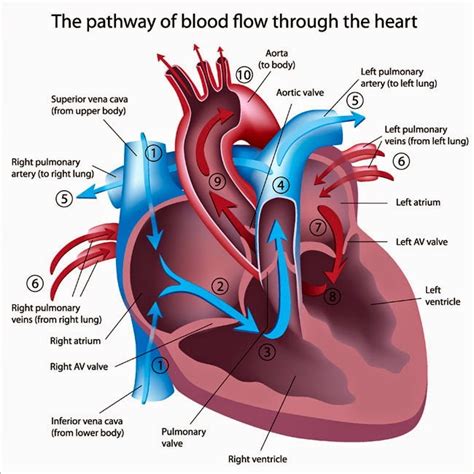 Healthy Healing Center: EDTA Chelation Therapy Improves Heart Function