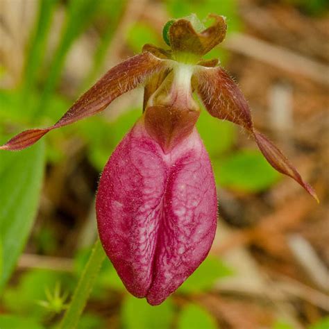 Cypripedium acaule (Pink Lady's Slipper Orchid)