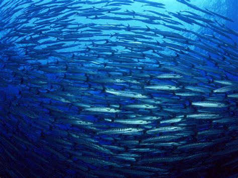 Shoal of herring photo and wallpaper. Cute Shoal of herring pictures