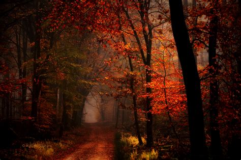 Dark Autumn | Dark autumn, Autumn forest, Forest photography