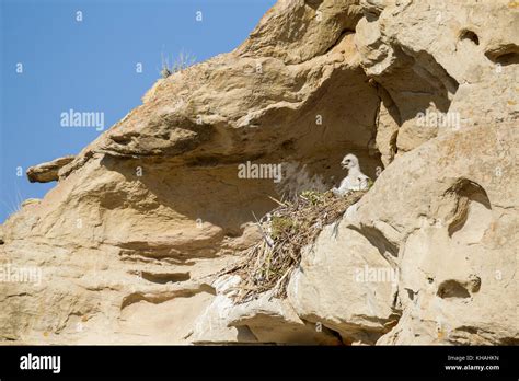 Eagle nest cliff hi-res stock photography and images - Alamy