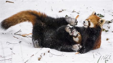 Usually solitary red panda cubs amaze zoo crowd with playful fight and ...