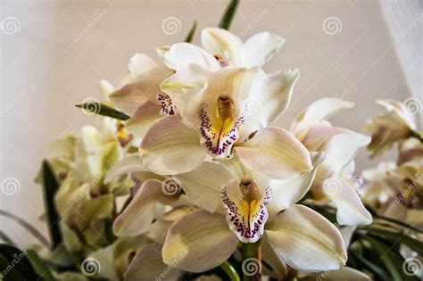 A nice bunch of orchids stock photo. Image of bouquet - 182557328