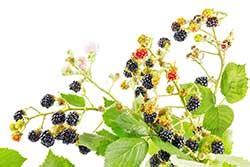 BRAMBLE definition and meaning | Collins English Dictionary