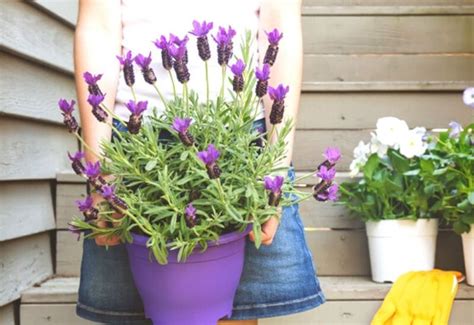 How To Grow Lavender Plants Indoors | Gardening Chores