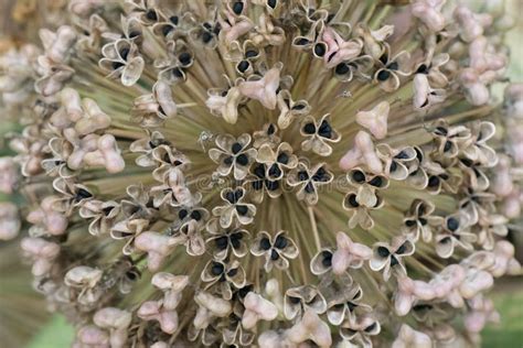 Allium Karataviense Ivory Queen, Seeds Sphere Close-up Stock Image - Image of cultivar, allium ...