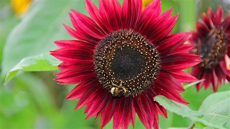 Red Sunflower With Background of Green Leaves HD Flowers Wallpapers ...