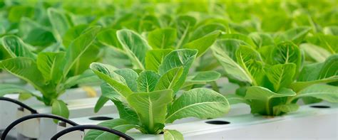 Reduced Time to Harvest by -15% Hydroponic Lettuce | Rogitex