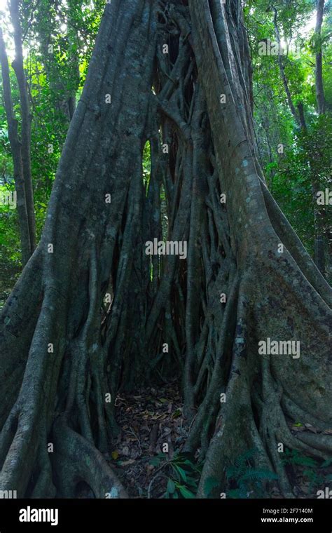 Trails of Bunya Mountains Stock Photo - Alamy