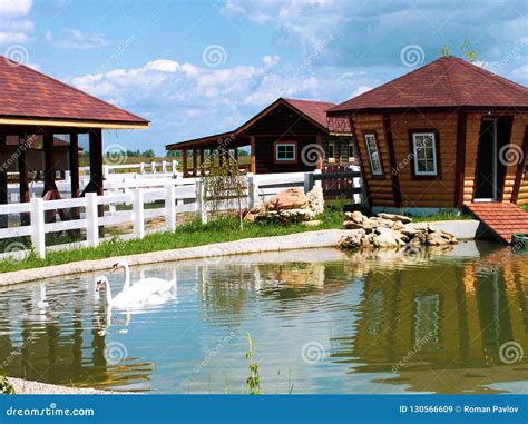 A Pair of White Swans in a Pond Stock Image - Image of grey, beak ...