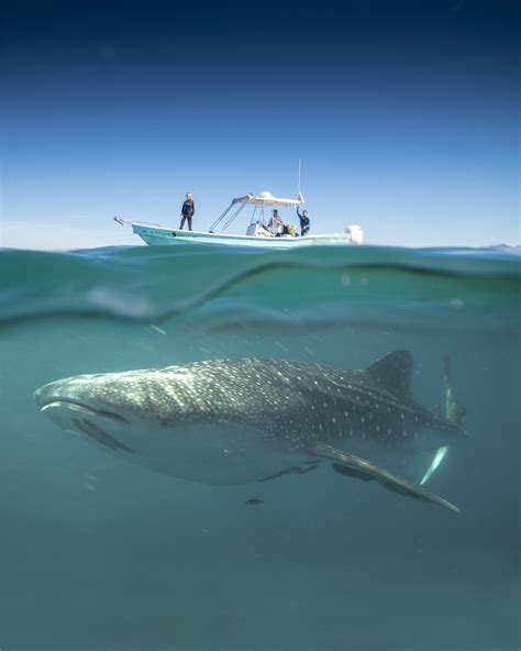 Whale sharks, conservation, and tourism in La Paz, Mexico