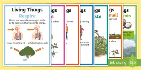 Characteristics of Living Things | Display Resources