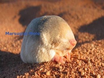 Marsupial Mole - Power Point - Information Facts Pictures by KLS Reading