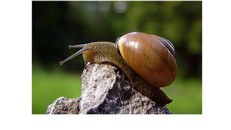 Free photo: Mollusca - Forest, Indonesia, Insect - Free Download - Jooinn