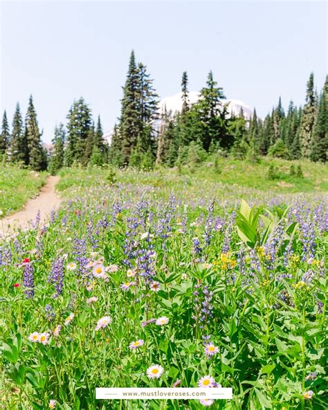 Spectacular Wildflowers at Mount Rainier National Park