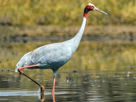 Sarus crane population on decline with shrinking wetland area