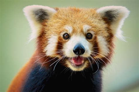 Red Panda Facts: Behavior, Habitat, Diet