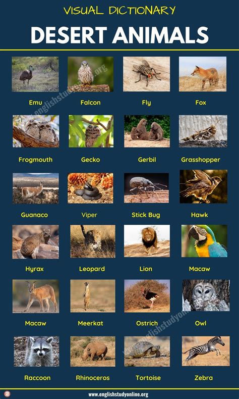 Desert Animals Pictures With Names