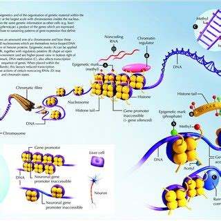 (PDF) Epigenetics explained: a topic "primer" for the epilepsy ...