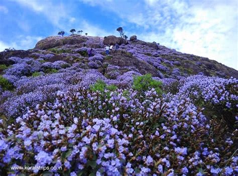 Neelakurinji Flowers - Study Page